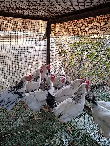 selka sekis: Продаю | Петух — 1