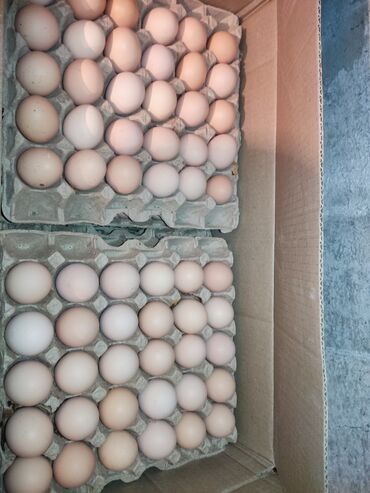 Молочные продукты и яйца: Оптом домашние яйца Бесплатная доставка по городу Яйцо куриное