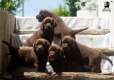 stenci pomeranca: Labrador retriver štenci Odgajivačnica Labrador Retrivera KECMAN'S