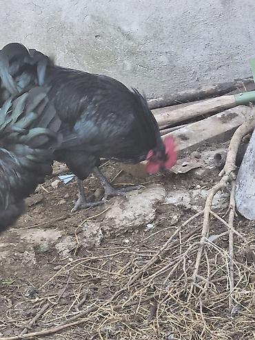 yaponka xoruzu: Məhsul: Qara Afstrolop xoruzları 3 ədədir 8 aylıqdılar Təsvir: - — 2
