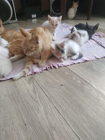 сколько стоит мейн кун: Котята домашние, помёт разного окраса: - белые с рыжими и черепаховыми — 1