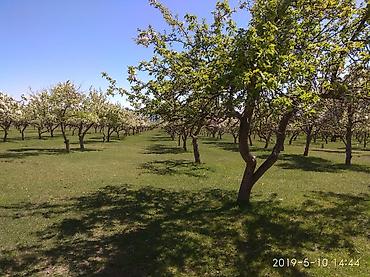 40 соток, Бизнес үчүн, Кызыл китеп — 3