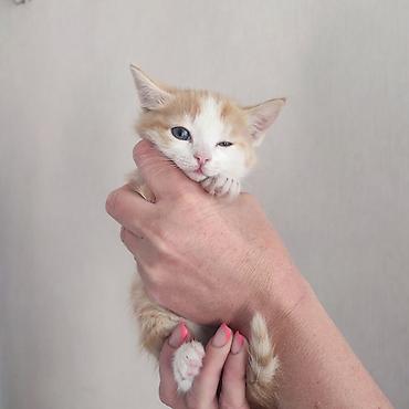 купить котят: Котята, помёт домашней кошки. Разные окрасы: черно-белый — 3