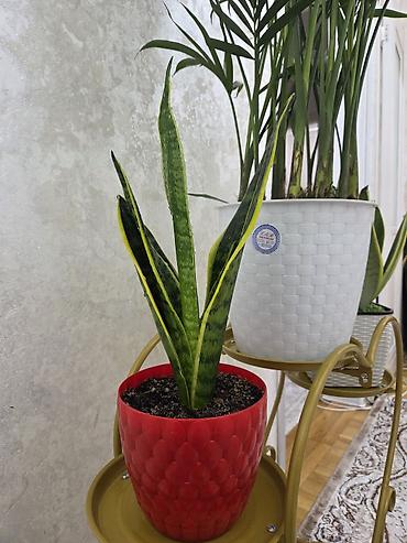 Драцены и Сансевиерии: Сансевиерия (Sansevieria, «щучий хвост») в горшке. Описание: - — 4