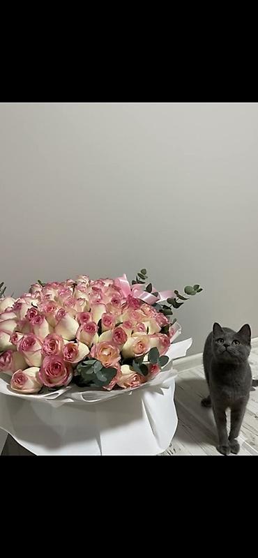 Отдам даром кошку: 1 год, Девочка, Приучена к лотку — 3