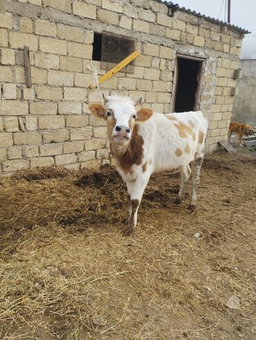 Dana, buzov: Dana, buzov, Dişi, ay: 1, Südlük, Ünvandan götürmə — 8