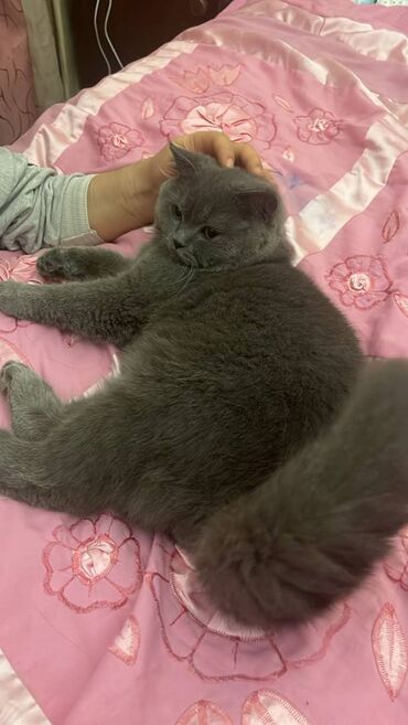 Pişiklər: Şotland, Erkək — 13