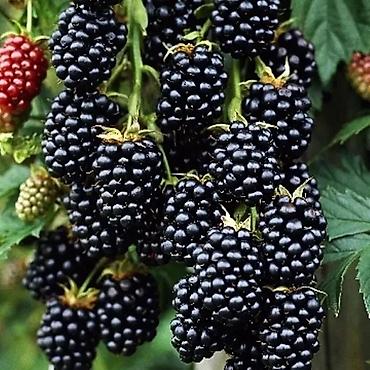 Tinglər: Tinglər -da lalafo.az — 1 Tinglər: Tinglər — 1