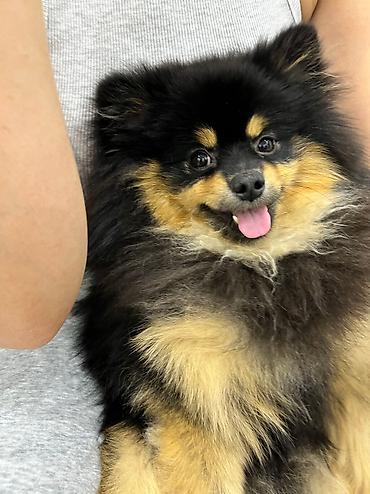 Продажа собак: Шпиц, 2 года, Самец, С прививкой — 6