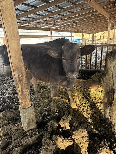 Коровы, быки: Продаю | Музоо, торпок | Швицкая | На откорм — 10