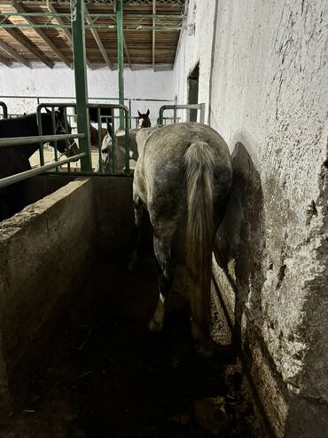 Лошади, кони: Продаю | Жеребенок, Кобыла (самка), Конь (самец) — 1