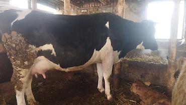 Коровы, быки: Продаю | Корова (самка) | Полукровка | Для молока | Стельные — 9