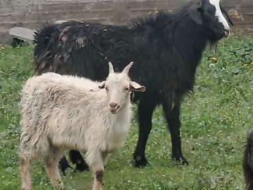 Козы, козлы: Продаю | Коза (самка), Козёл (самец), Козлёнок — 2