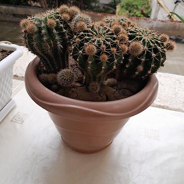 kiraye 1 otaq evler: Çoxgövdəli kaktus (Echinopsis/Notocactus tipli) – dibçəkdə - Bitki — 1