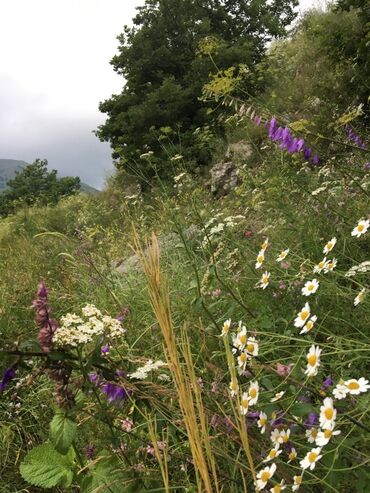 Bal: Kəlbəcər balı – dağ-çiçək və yaylaq balı, həmçinin çökə (linden) balı -da lalafo.az — 14 Bal: Kəlbəcər balı – dağ-çiçək və yaylaq balı, həmçinin çökə (linden) balı — 14