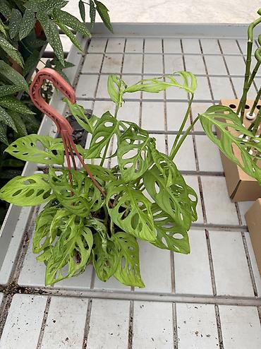 püstə ağacı satılır: Dekorativ bitkilər fərqli qiymətlərlə satışda. Aglaonema 35aZn — 8