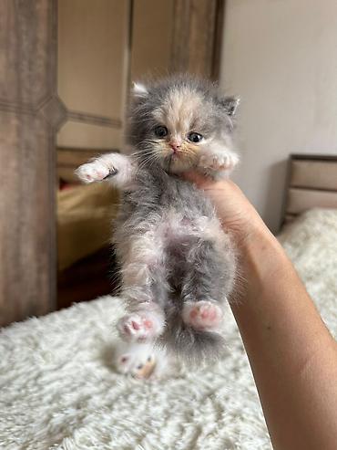 Pişiklər: Fars, Erkək, Dişi, Yaxşı əllərə, Ünvandan götürmə, Pulsuz çatdırılma, Ödənişli çatdırılma — 4