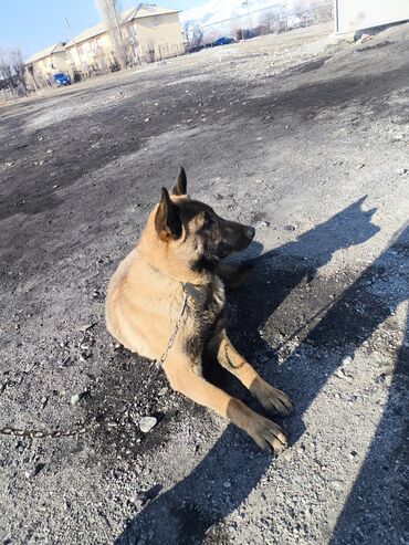 Продажа собак: Порода: бельгийская овчарка (малинуа) Самец Описание: - ОПЫТНЫЙ — 7