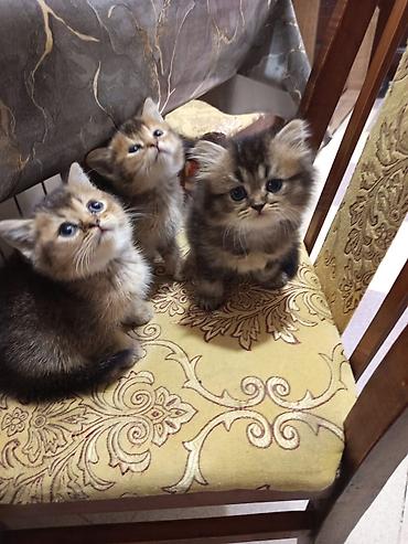 Pişiklər: Qızıl şinşilla — 8