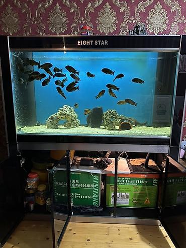 Akvariumlar: Akvarium-şkaf, Boş, 487 l, Ödənişli çatdırılma — 5