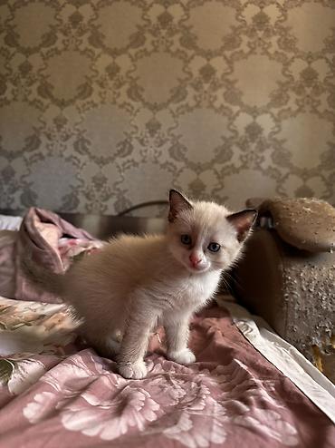белые котенки: Отдам даром котят, 1 месяц. Трёхцветные малыши с голубыми глазками и — 1