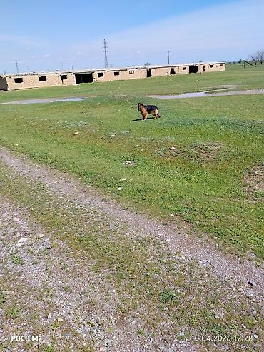 Продажа собак: Немецкая овчарка, 9 месяцев, Самка, С прививкой at lalafo.kg — 10 Продажа собак: Немецкая овчарка, 9 месяцев, Самка, С прививкой — 10