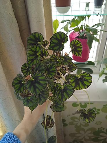 Otaq bitkiləri: Сциндапсус N-Joy — 24