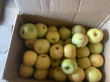 продаю курицу: Яблоки Превосходное, В розницу — 4