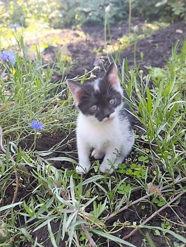 Отдам даром кошку: ❤️Отдам в добрые руки милых и ласковых котят. Окрас черно-белый и — 9