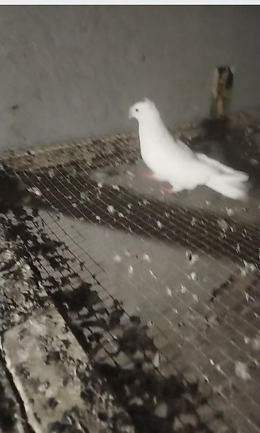 goyercin bazari: Qoşa kekil mayadi unvan gemce gondermek mumkundu 0513992050 — 4