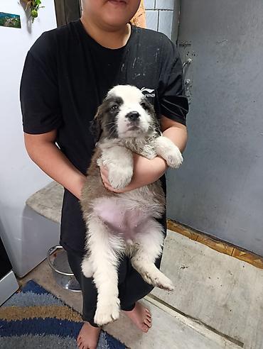 Продажа собак: Сенбернар Щенки крупной породы, пушистые, с бело‑черным окрасом — 6