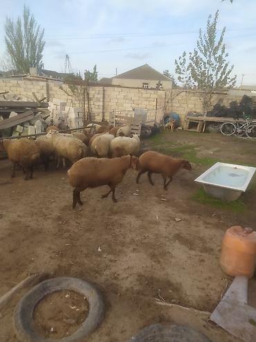 Quzu: Quzular səkkiz ədədi kök quzular — 1