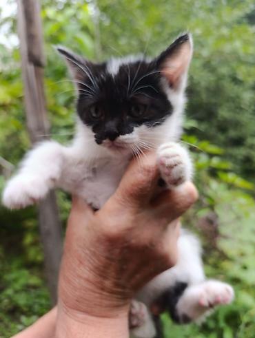 Продажа кошек: Отдам в добрые руки милых и ласковых котят!!!! Возраст 1,5 мес. - — 5