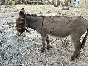 кошка манчкин цена: Ешка сатылат ургачы жоош катуу жугурот балдарга жакшы мингенге жашы — 4