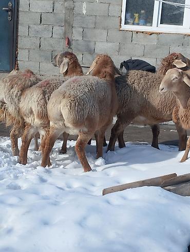 Баран, овца: Продаю | Овца (самка) | Для разведения | Племенные — 1