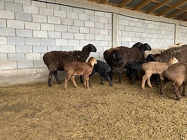 Баран, овца: Продаю | Овца (самка) | Для разведения | Матка — 6