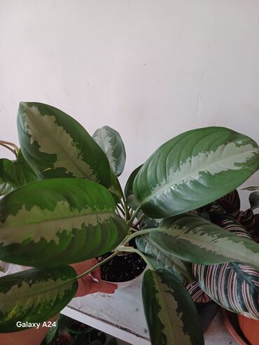 светодиодное лента: Аглаонема (Aglaonema) с пестрой листвой в декоративном горшке.8 -