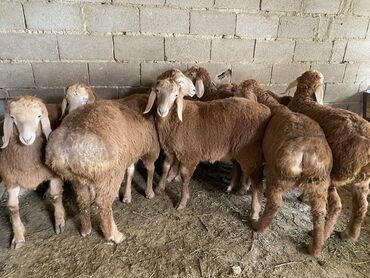 Бараны, овцы: Продаю | Ягненок, Баран (самец) | Арашан | На забой, Для разведения | Племенные, Осеменитель