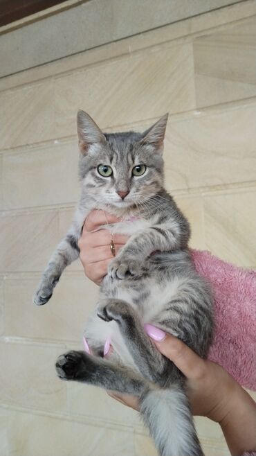 Кошки: Котёнок девочка отдам в добрые руки