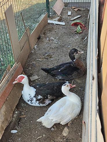 brama toyuqlari satisi: Muscovy ördəkləri – 3 baş - Növlər: Muscovy (hinduşka ördəyi kimi də — 2