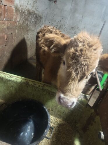 Dana, buzov: Erkey danalardır bordaga yarayır 3də ərkəydi qiymətdə cüzi endirim — 3