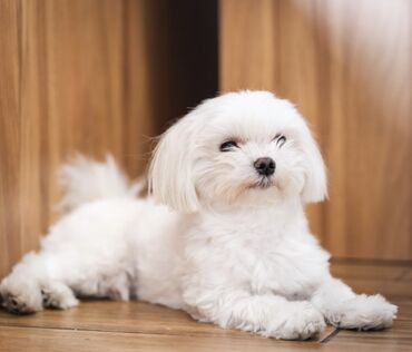 İtlər: Malta bolonka, 1 ay, Erkek -da lalafo.az — 16 İtlər: Malta bolonka, 1 ay, Erkek — 16