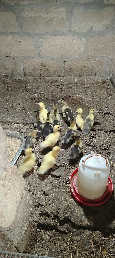 bala qoyun: Satılır müxtəlif rəng çalarlarında ördəklər və ördək balaları — 3