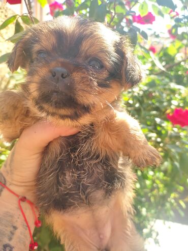 İtlər: Pekines, 3 ay, Dişi, Ünvandan götürmə — 2