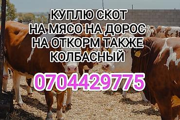 лошать: Колбасный цех : Коровы, быки, Лошади, кони, | Любое состояние, Забитый, На забой, на мясо — 1