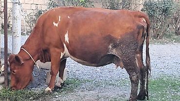 vakum su pompası: Üçüncü qarına 7 aylıq boğazdı südü yağlı heyvandı — 3
