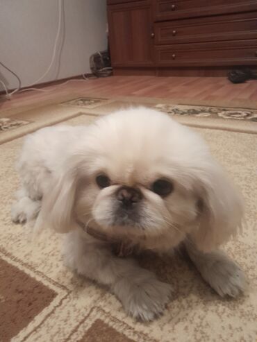 İtlər: Pekines, 2 il, Erkek, Ünvandan götürmə
