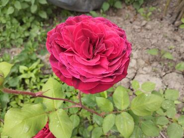 Şitillər: Məhsul: Gül kolları (qızılgül) Təsvir: - Şəkillərdə müxtəlif rəng və — 3