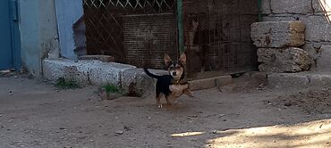 ən bahalı itlər: Peyvəndli, Ünvandan götürmə