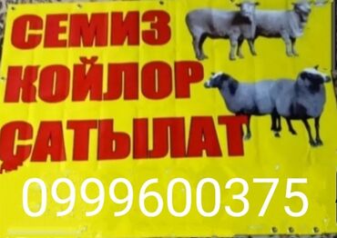 немецкая овчарка ош: Кой,баглан козулар сатылат